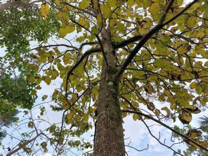 Where do you find teak trees