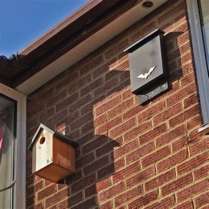 Where do you place a bat box