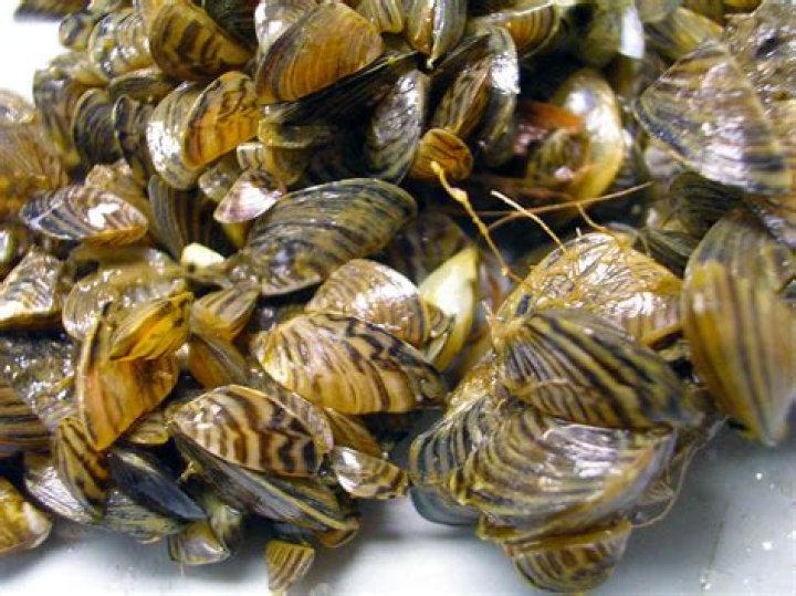 Where do zebra mussels live