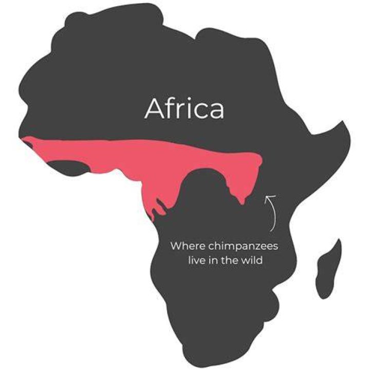 Where does a chimpanzee live