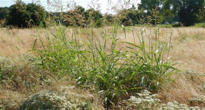 Where does canary grass grow
