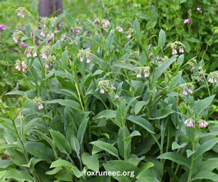Where does comfrey grow wild