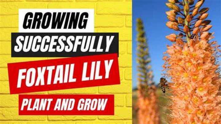 Where does foxtail lily grow