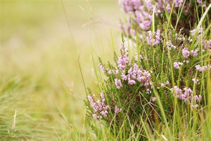 Where does Heather grow wild