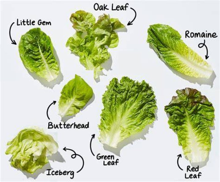 Where does lettuce come from