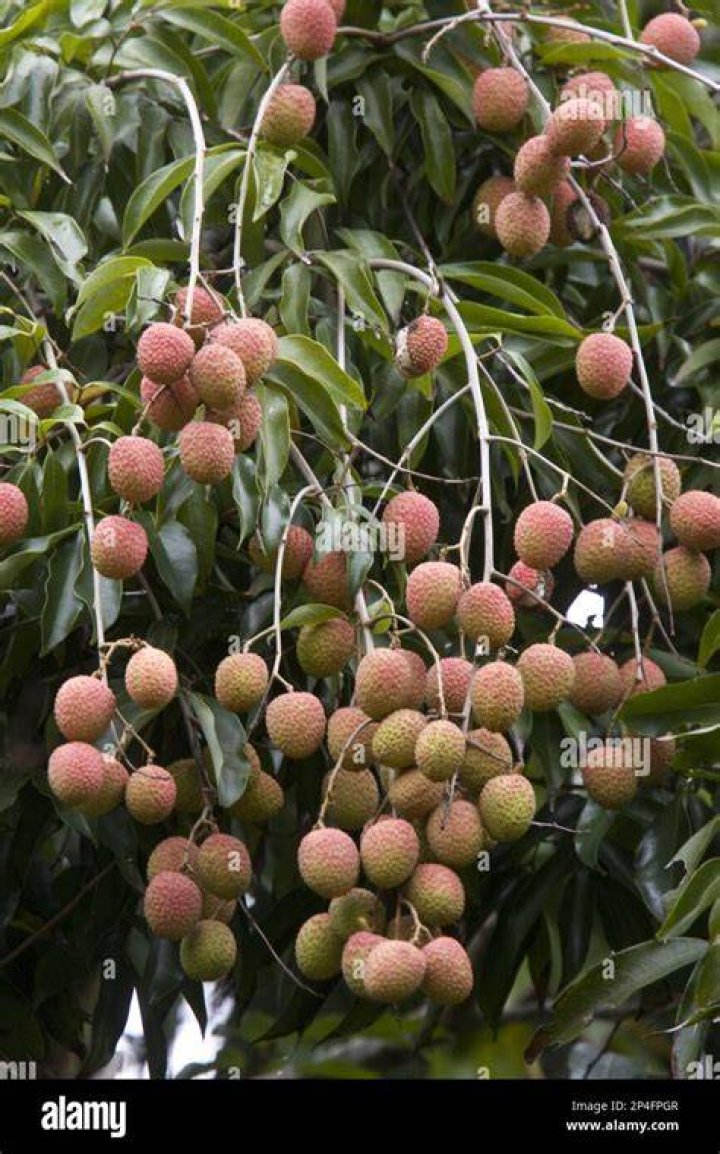 Where does litchi fruit grow