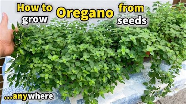 Where does oregano grow best