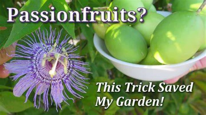 Where does passionfruit grow