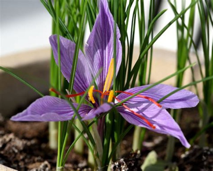 Where does saffron grow best