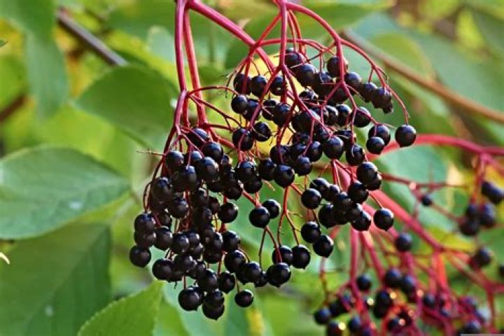 Where does sambucus grow