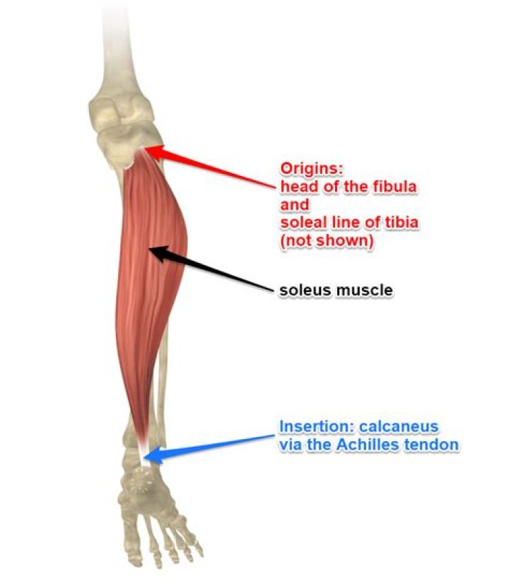 Where does the soleus attach