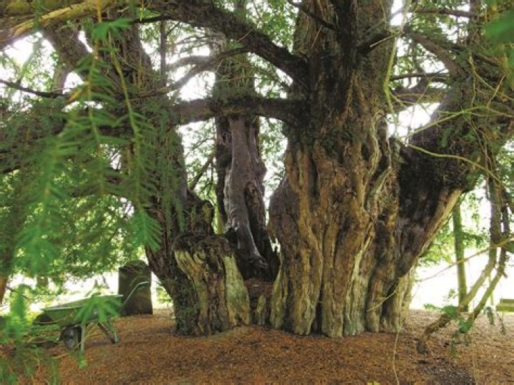 Where does the yew tree grow