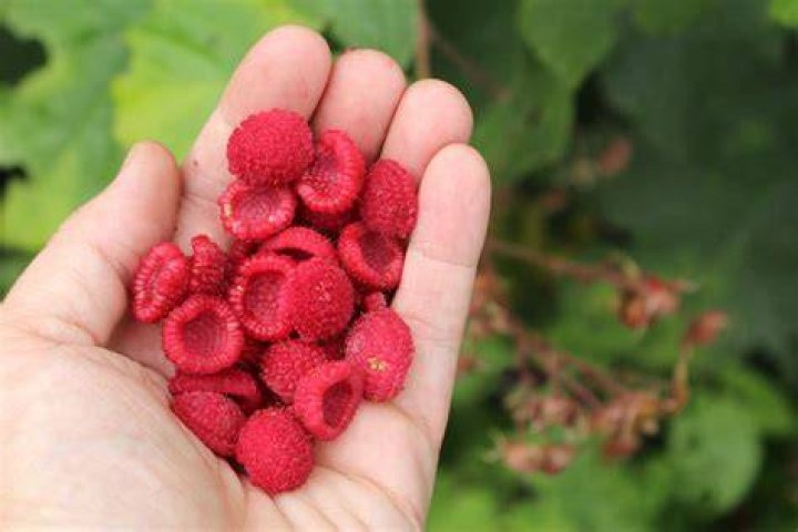 Where does Thimbleberry grow