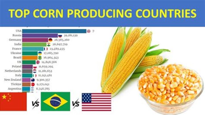 Where is corn most produced