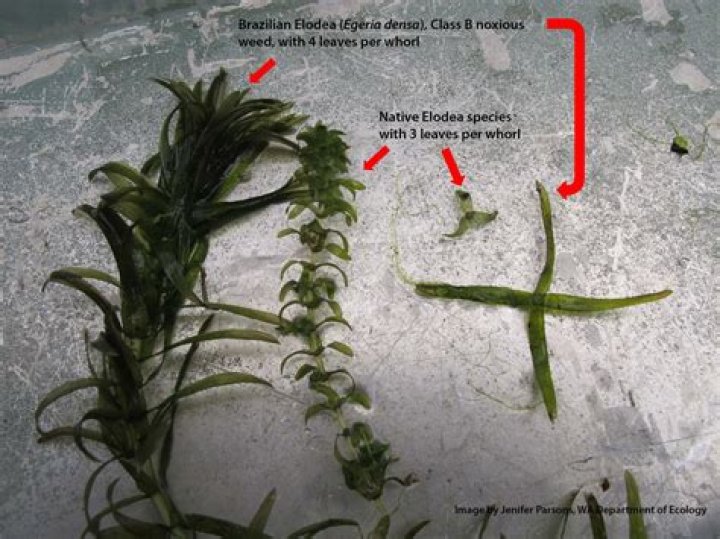 Where is elodea plant found