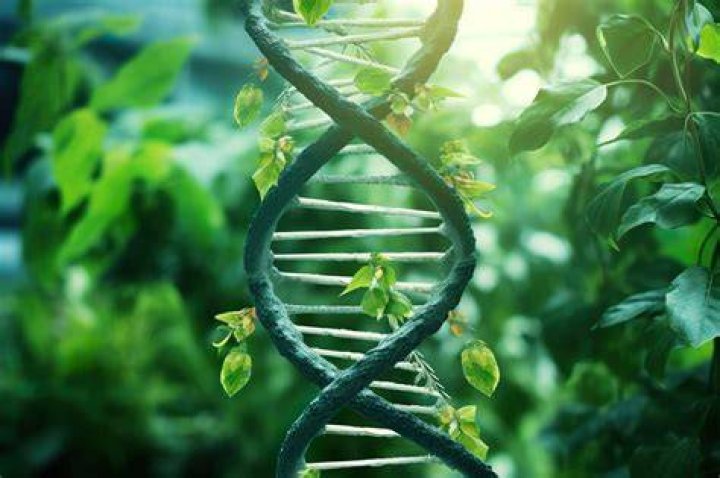 Where is Green Tech genetics