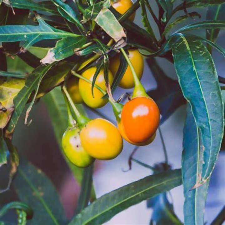 Where is Kangaroo Apple found