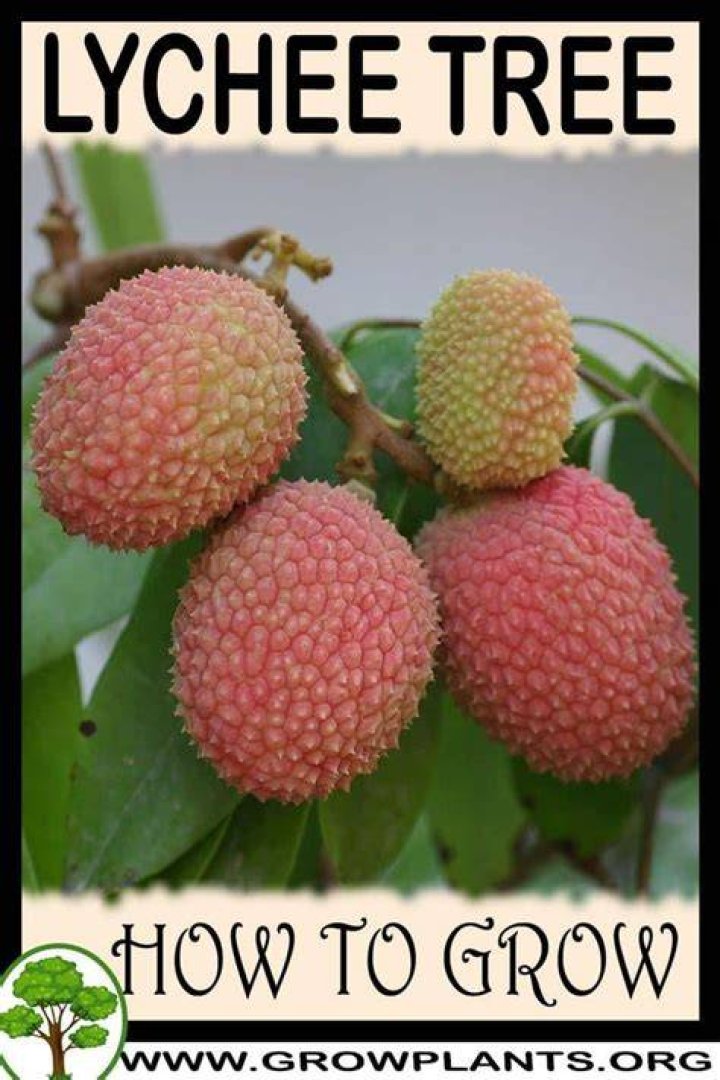 Where is lychee mostly grown