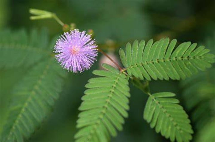 Where is Mimosa pudica found