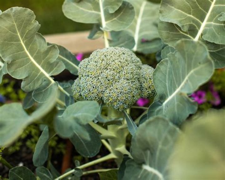 Where is most broccoli grown