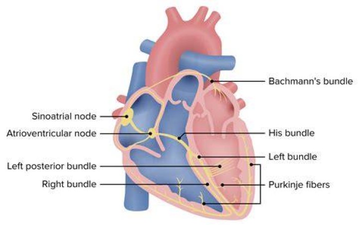 Where is the AV node located