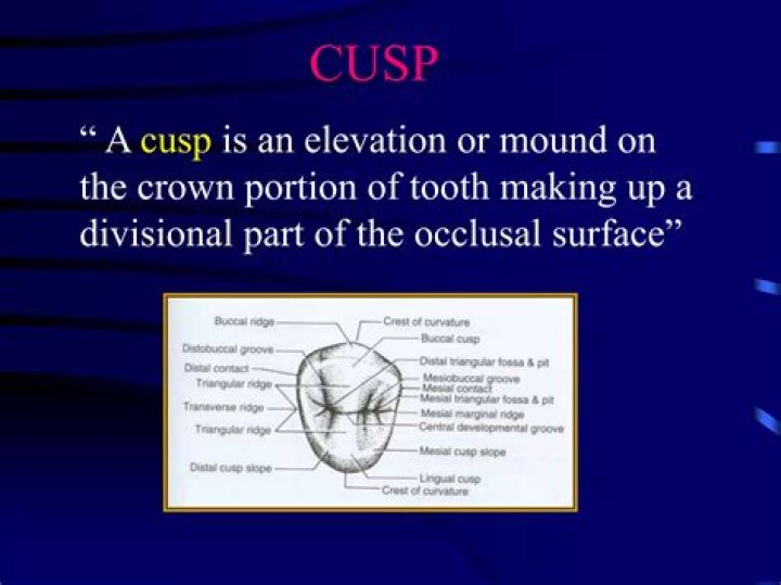 Where is the cusp on a tooth