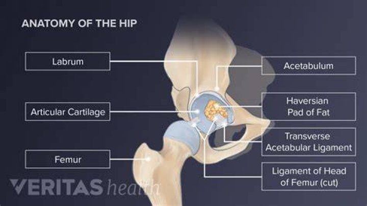 Where is the hip joint found