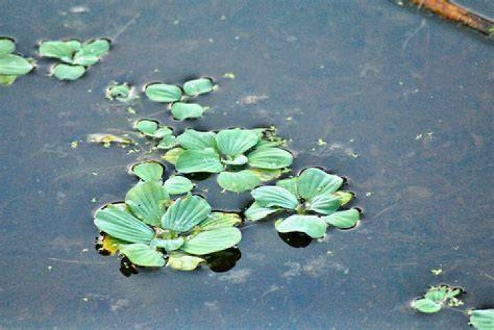 Where is water lettuce found