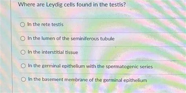 Where Leydig cells are found