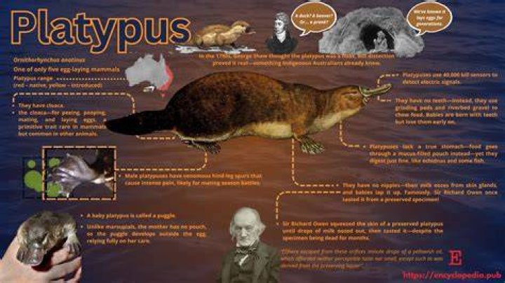 Which animal eats platypuses