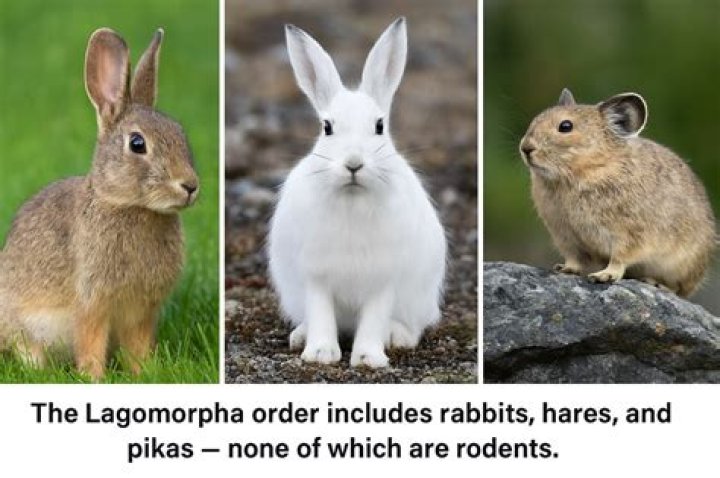 Which animals are lagomorphs