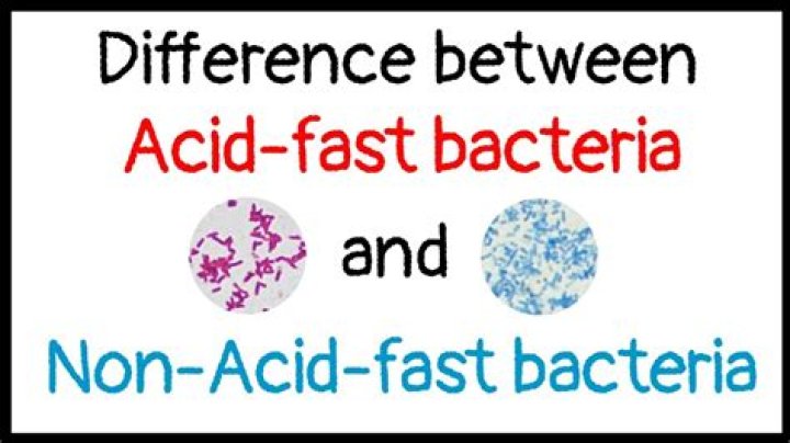 Which bacteria are acid-fast