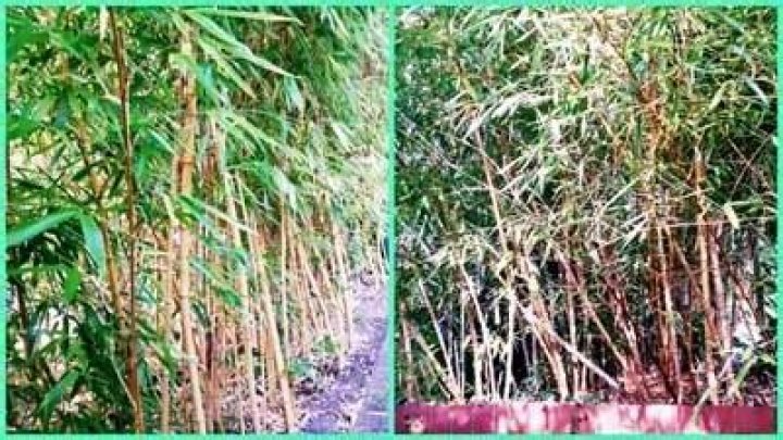 Which bamboo does not spread
