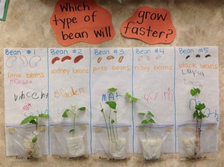 Which beans grow the fastest