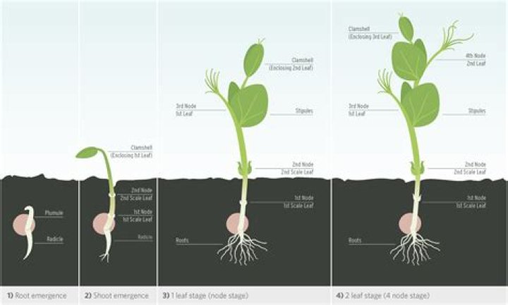 Which comes first sprout or seedling