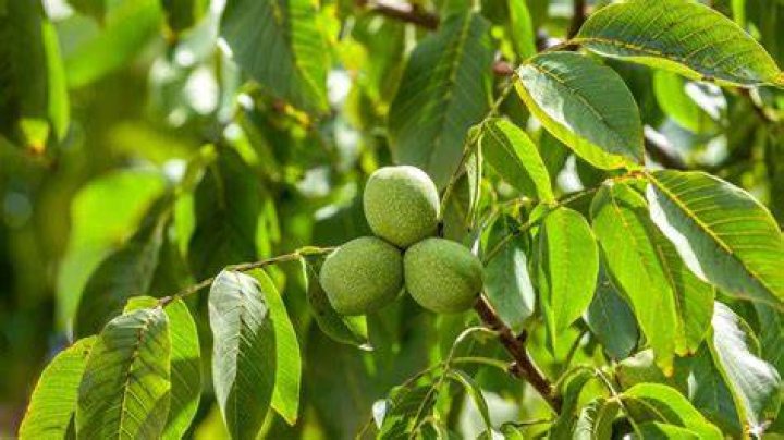 Which countries grow walnuts