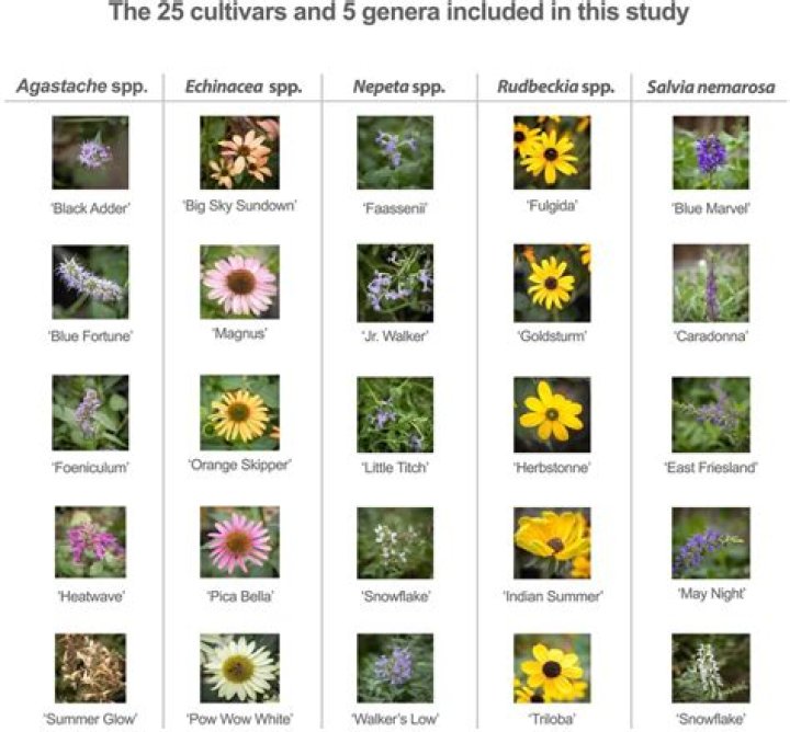 Which example is a cultivar