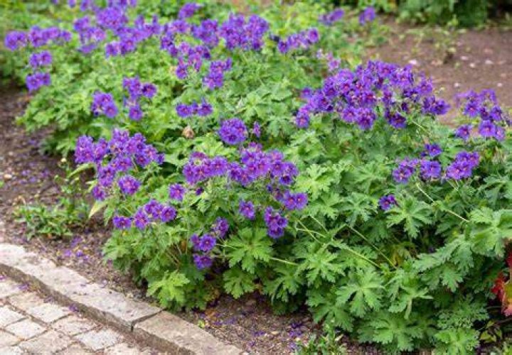 Which geraniums are scented
