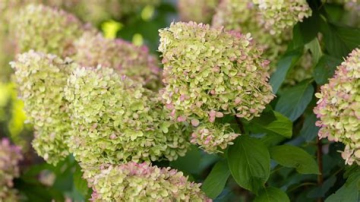 Which hydrangeas are mophead