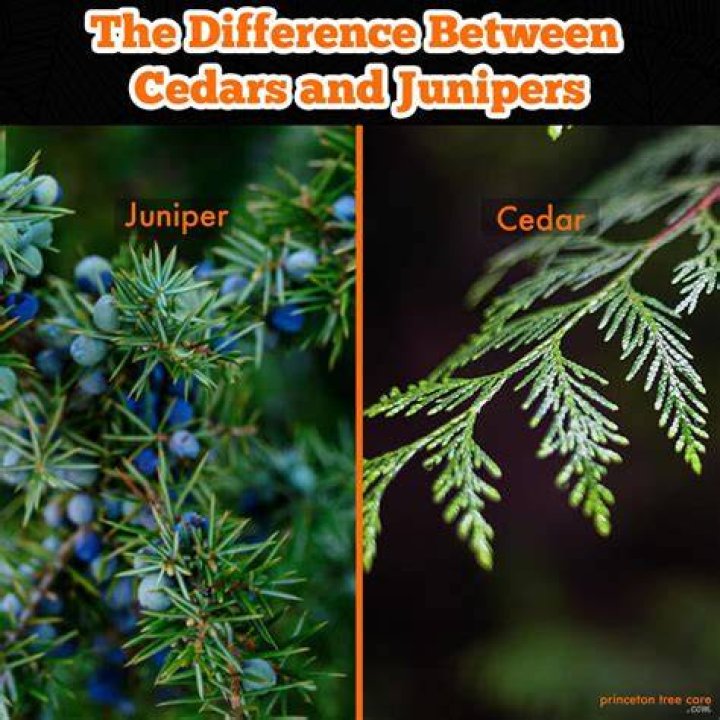 Which junipers are poisonous