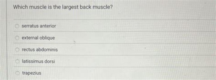 Which muscle is the largest