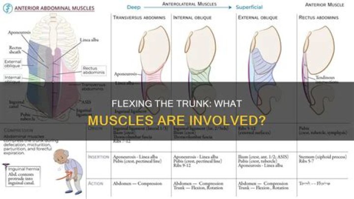 Which muscles flex the trunk