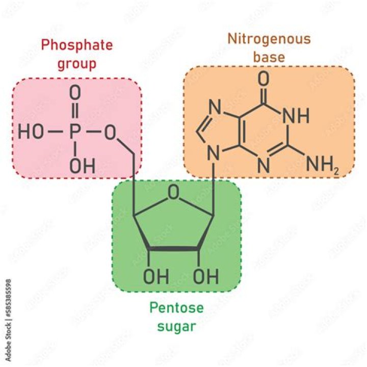 Which one is a pentose sugar