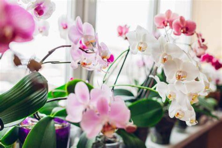 Which Orchids can be mounted