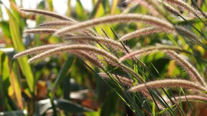 Which ornamental grasses are invasive