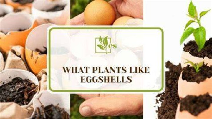 Which plants like egg shells
