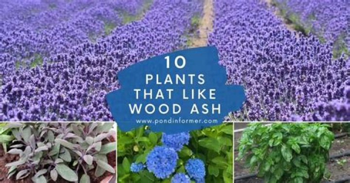 Which plants like wood ashes