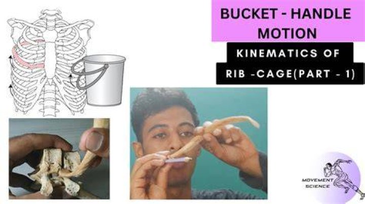 Which ribs are bucket handle