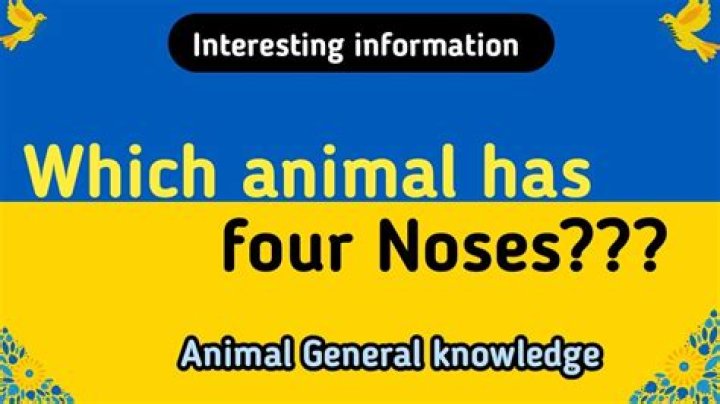 Which species has four noses