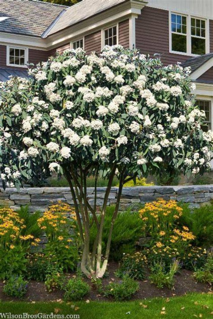 Which viburnum is evergreen